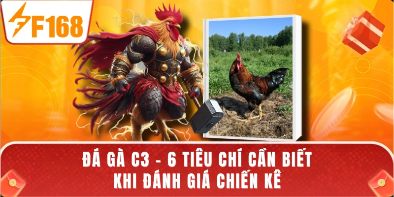 Đá Gà C3 - 6 Tiêu Chí Cần Biết Khi Đánh Giá Chiến Kê