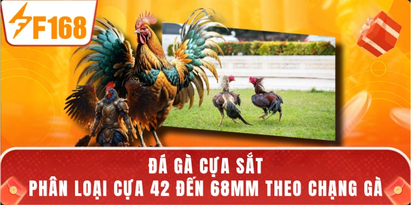 Đá Gà Cựa Sắt - Phân Loại Cựa 42 Đến 68mm Theo Chạng Gà